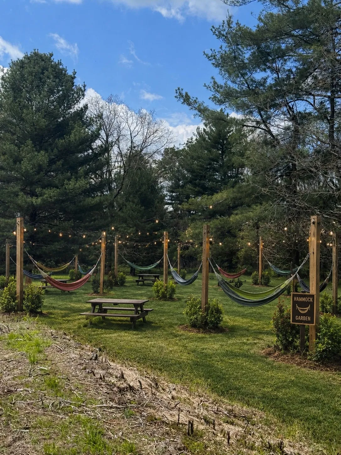 Concept rendering of the hammock garden: rows of hammocks strung between wooden posts under string lights, with picnic tables and pines beyond.
